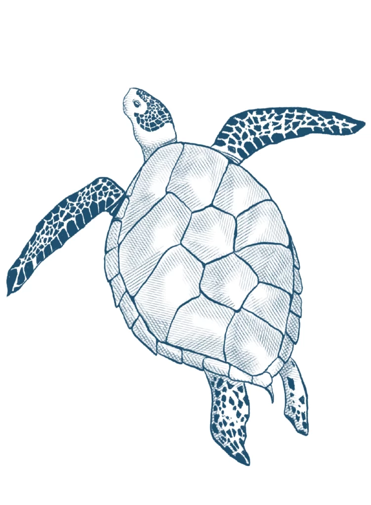 Illustration Tortue