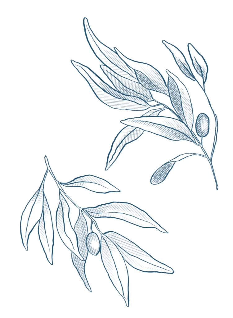 Illustrations Branches olivier