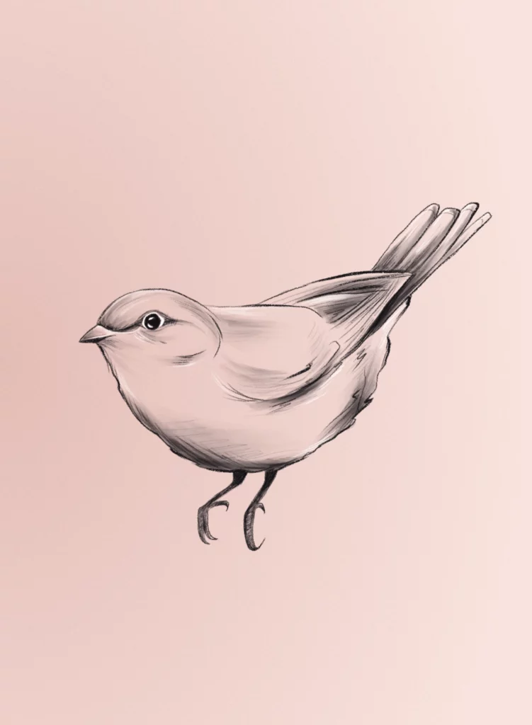 Illustration Croquis Oiseau