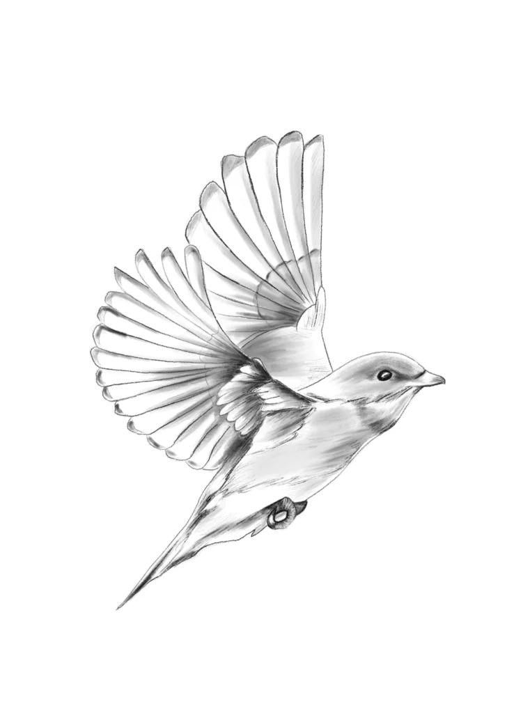 Illustration croquis oiseau bleu