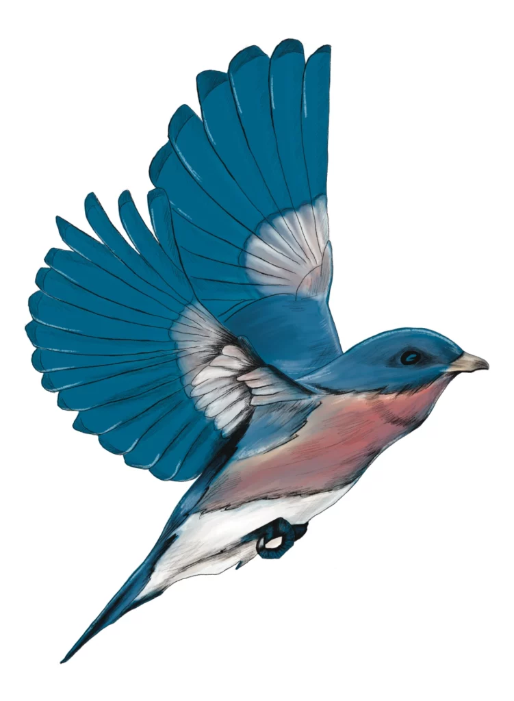 Illustration oiseau bleu