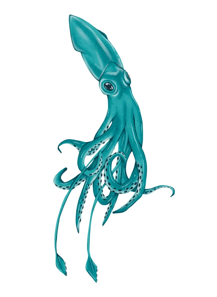 Illustration Calamar Géant