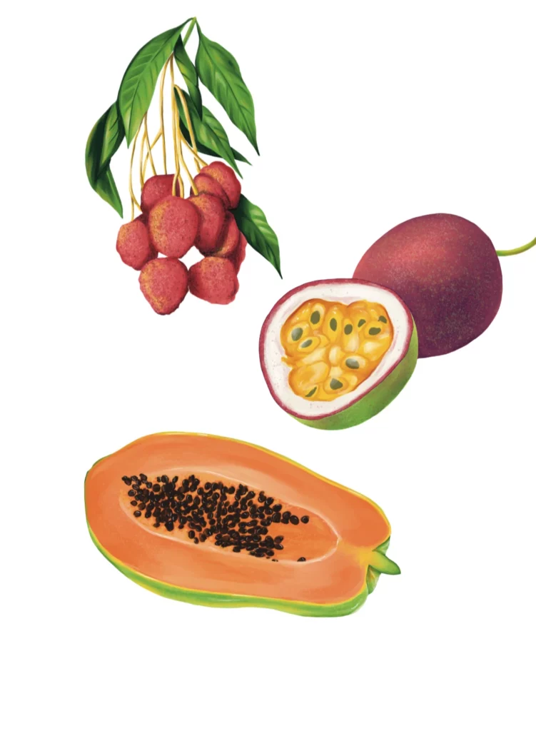 Illustration Fruits de Nouvelle Calédonie