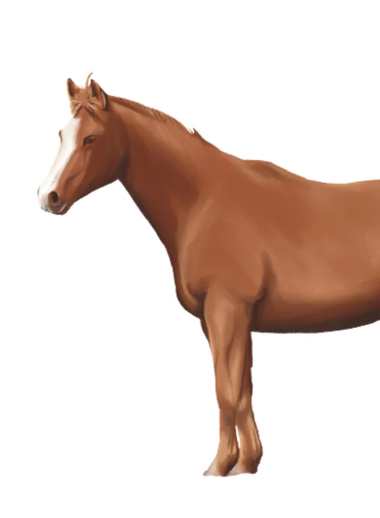 Illustration cheval Timbre Cote Ouest OPT-NC